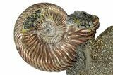 Iridescent, Pyritized Ammonite (Quenstedticeras) Fossil Display #353758-1